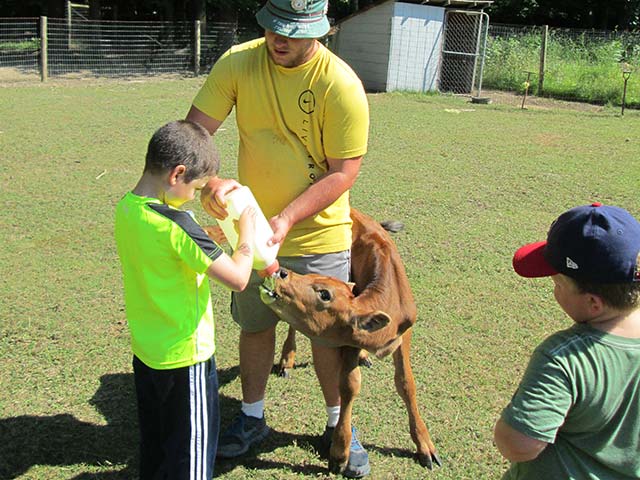 Hiram House camper feeding a young cow